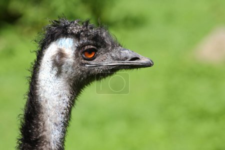 Téléchargez les photos : Grosser Emu / Emu / Dromaius noveabollandiae - en image libre de droit