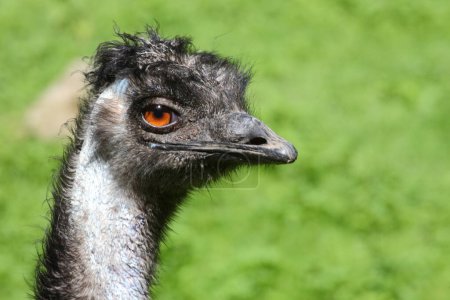 Téléchargez les photos : Grosser Emu / Emu / Dromaius noveabollandiae - en image libre de droit