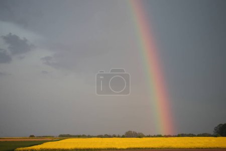 Foto de Rapsfeld mit Regenbogen / Campo de violación con arco iris / Brassica napus - Imagen libre de derechos