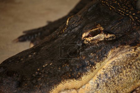 Photo for Mississippi-Alligator oder Hechtalligator / American alligator / Alligator mississippiensis - Royalty Free Image