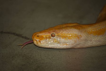 Foto de Dunkler Tigerpython / Pitón birmano / Python molurus bivittatus - Imagen libre de derechos