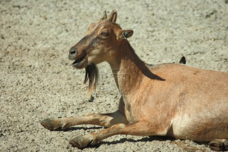 Foto de Daghestanischer Tur / Tur caucásico oriental / Capra ibex cylindricornis - Imagen libre de derechos