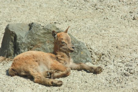 Foto de Daghestanischer Tur / Tur caucásico oriental / Capra ibex cylindricornis - Imagen libre de derechos