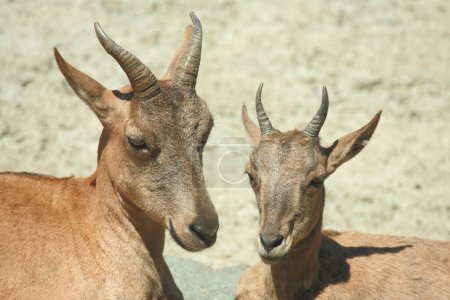 Téléchargez les photos : Daghestanischer Tur / East Caucasian tur / Capra ibex cylindricornis - en image libre de droit