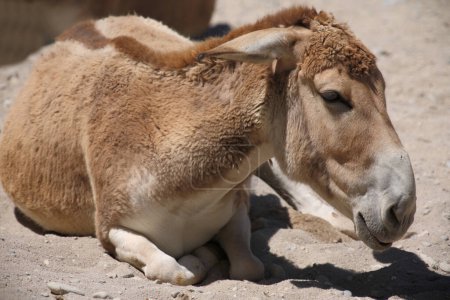 Téléchargez les photos : Asiatischer Esel / Onager / Equus hemionus - en image libre de droit