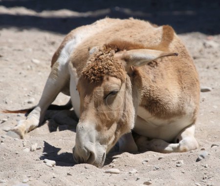 Téléchargez les photos : Asiatischer Esel / Onager / Equus hemionus - en image libre de droit