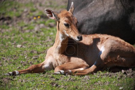 Photo for Nilgauantilope / Nilgai antelope / Boselaphus tragocamelus - Royalty Free Image