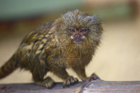 Téléchargez les photos : Zwergseidenaeffchen / Pygmy marmoset / Cebuella pygmaea - Callithrix pygmaea - en image libre de droit