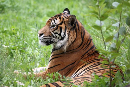 Téléchargez les photos : Tigre de Sumatra / Tigre de Sumatra / Panthera tigris sumatrae - en image libre de droit