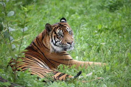 Photo for Sumatra-Tiger / Sumatran tiger / Panthera tigris sumatrae - Royalty Free Image
