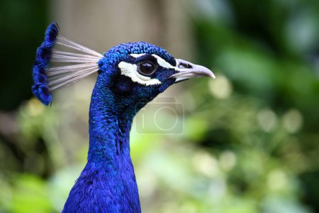 Photo for Blauer Pfau / Indian peafowl / Pavo cristatus - Royalty Free Image