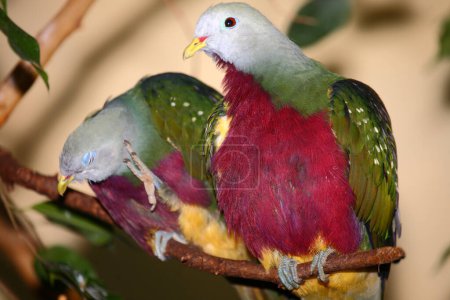Purpurbrust-Fruchttaube / Wompoo fruit dove / Ptilinopus magnificus