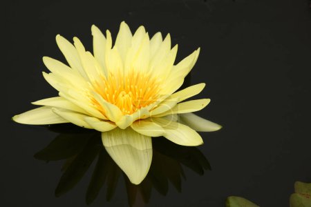 Photo for Gelbe Seerose / Yellow waterlily / Nymphaea - Royalty Free Image
