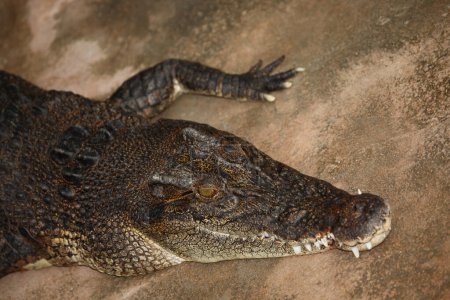 Téléchargez les photos : Leistenkrokodil / Crocodile d'eau salée / Crocodylus porosus - en image libre de droit