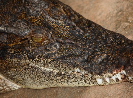 Téléchargez les photos : Leistenkrokodil / Crocodile d'eau salée / Crocodylus porosus - en image libre de droit