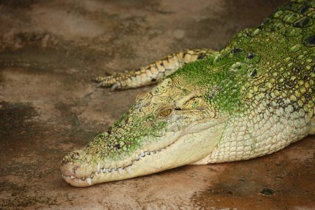 Foto de Weisses Leistenkrokodil / Cocodrilo de agua salada blanco / Crocodylus porosus - Imagen libre de derechos