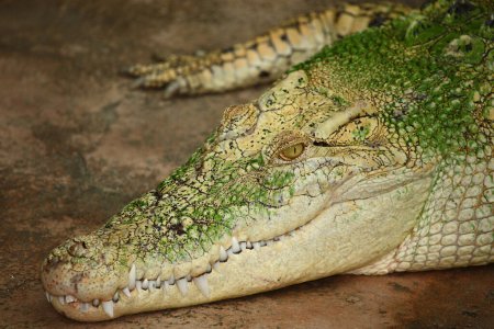 Téléchargez les photos : Weisses Leistenkrokodil / Crocodile d'eau salée blanche / Crocodylus porosus - en image libre de droit