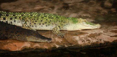 Téléchargez les photos : Weisses Leistenkrokodil / Crocodile d'eau salée blanche / Crocodylus porosus - en image libre de droit