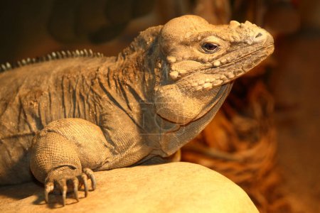Téléchargez les photos : Nashornleguan / Rhinoceros iguana / Cyclura cornuta - en image libre de droit