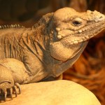 Nashornleguan / Rhinoceros iguana / Cyclura cornuta