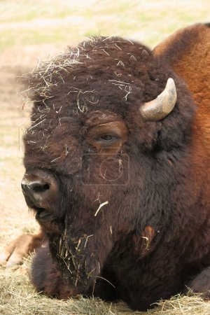 Photo for Amerikanischer Bison / American bison / Bison bison - Bos bison - Royalty Free Image