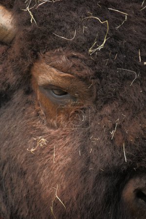 Photo for Amerikanischer Bison / American bison / Bison bison - Bos bison - Royalty Free Image