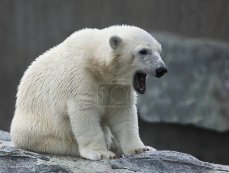 Téléchargez les photos : Eisbaer / Ours polaire / Ursus maritimus - en image libre de droit
