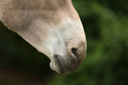Photo for Somali-Wildesel / Somali wild ass / Equus africanus somaliensis - Royalty Free Image