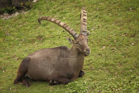 Photo for Alpensteinbock / Alpine ibex / Capra ibex - Royalty Free Image