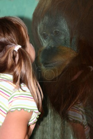 Foto de Sumatra-Orang-Utan mit Kind / Sumatra orangután con niño / Pongo abelii - Imagen libre de derechos