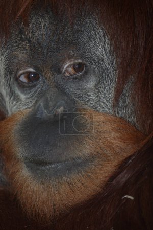 Foto de Sumatra-Orang-Utan / Sumatra orangutang / Pongo abelii - Imagen libre de derechos