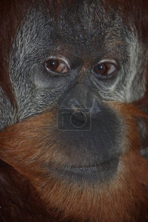 Foto de Sumatra-Orang-Utan / Sumatra orangutang / Pongo abelii - Imagen libre de derechos