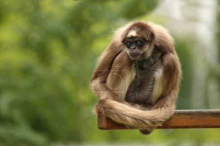 Photo for Goldstirnklammeraffe / White-bellied spider monkey / Ateles belzebuth - Royalty Free Image