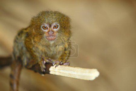 Foto de Zwergseidenaeffchen / Pigmeo marmoset / Cebuella pygmaea - Callithrix pygmaea - Imagen libre de derechos