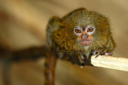 Téléchargez les photos : Zwergseidenaeffchen / Pygmy marmoset / Cebuella pygmaea - Callithrix pygmaea - en image libre de droit