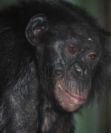 Foto de Bonobo oder Zwergschimpanse / Chimpancé pigmeo / Pan paniscus - Imagen libre de derechos