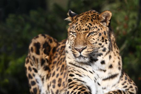 Téléchargez les photos : Amurléopard / Panthère d'Amour / Panthera pardus orientalis - en image libre de droit