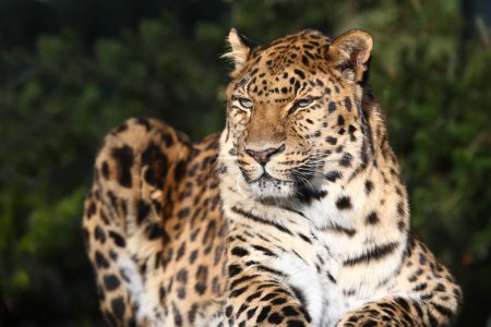 Téléchargez les photos : Amurléopard / Panthère d'Amour / Panthera pardus orientalis - en image libre de droit