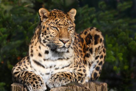 Photo pour Amurléopard / Panthère d'Amour / Panthera pardus orientalis - image libre de droit