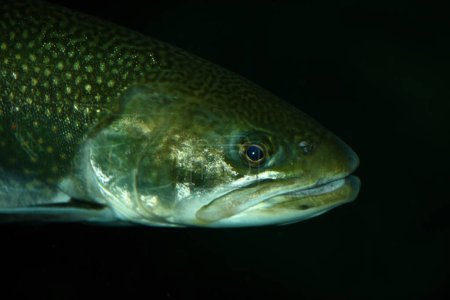 Photo for Bachforelle / River trout / Salmo trutta fario - Royalty Free Image