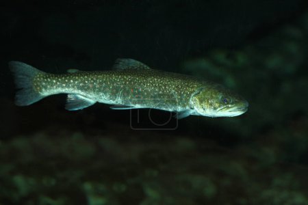 Photo for Bachforelle / River trout / Salmo trutta fario - Royalty Free Image