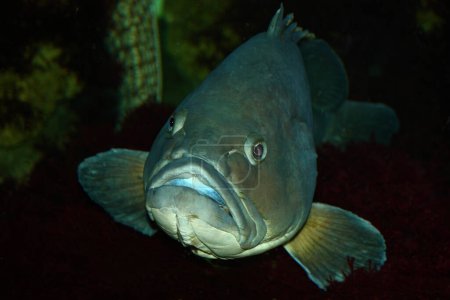 Photo for Brauner Zackenbarsch / Yellowbelly grouper / Epinephelus marginatus - Mycteroperca marginatus - Royalty Free Image