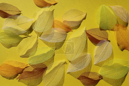 Photo for Autumn background. Skeleton of autumn red, yellow, orange leaves on a yellow background in the sun. Copy space for text. Flat lay, top view, copy space. Design for text - Royalty Free Image