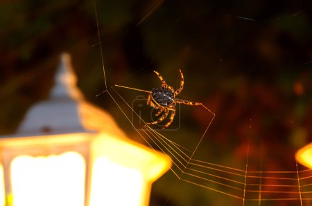 Téléchargez les photos : Large female bridge spider or gray cross spider (Larinioides sclopetarius) classic spider. Night hunting for insects against the background of a lantern. - en image libre de droit