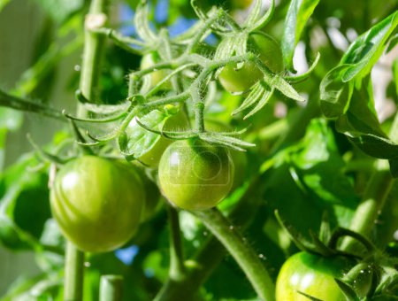 Tomaten wachsen in einem Eimer auf dem Balkon. Grüne Früchte an den Zweigen. Ernte der einheimischen Tomaten.