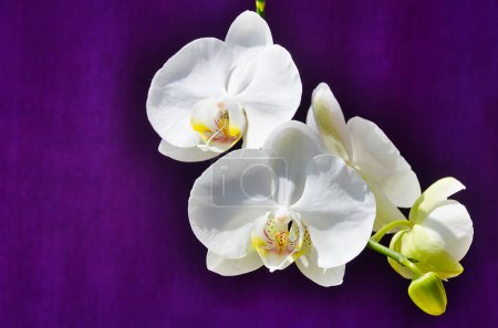 Phalaenopsis weiße Orchideenblüte auf türkisfarbenem Hintergrund. Postkarte zum Glückwunsch. Nahaufnahme.