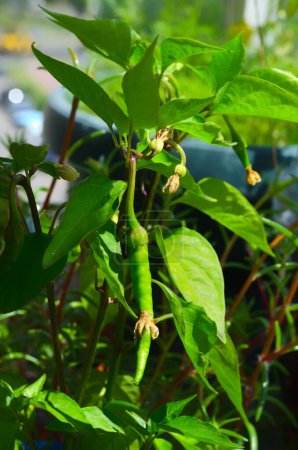 Foto de Primer plano de una planta de pimienta joven con un pimiento verde maduro. Chiles en el balcón. - Imagen libre de derechos