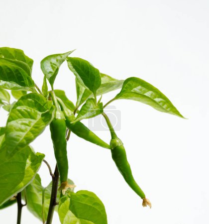 Foto de Primer plano de un chile verde aislado sobre blanco. El chile es una especia picante - Imagen libre de derechos