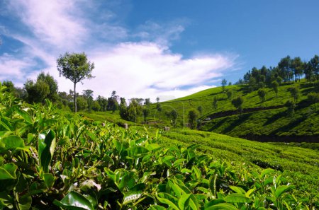 Teefeld in Munnar, Kerala, Indien. Schöne Landschaft von Munnar mit weißen Wolken im Hintergrund.