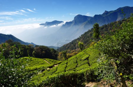 Teefeld in Munnar, Kerala, Indien. Schöne Landschaft von Munnar mit Bergen und weißen Wolken im Hintergrund.